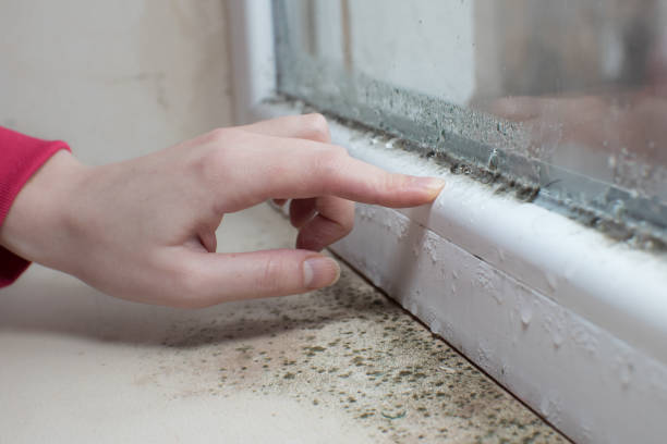 Best Environmental Consulting for Mold Prevention  in Woodmont, CT
